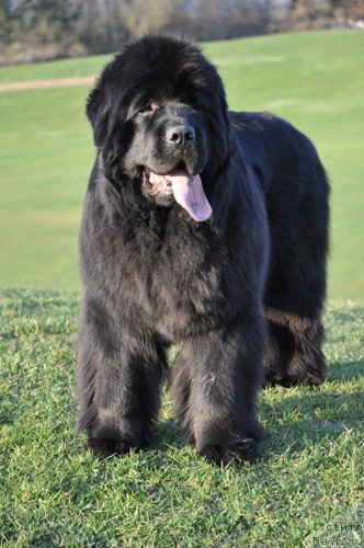 Фото: ньюфаундленд Very Fairweathers Top Secret