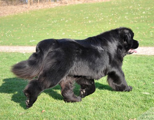 Фото: ньюфаундленд Very Fairweathers Top Secret