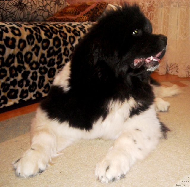 Фото: ньюфаундленд Fiamettahauz Pretti Drim (Фиаметтахауз Претти Дрим)