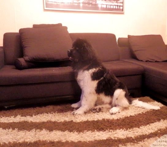 Фотография № 115017