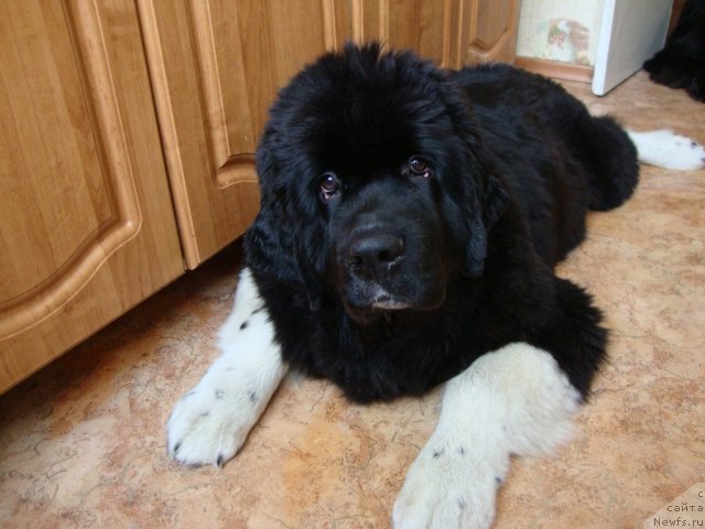 Фото: ньюфаундленд Fiamettahauz Princess B'yuti (Фиаметтахауз Принцесс Бьюти)