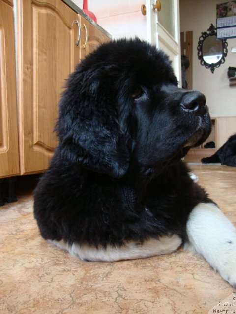 Фото: ньюфаундленд Fiamettahauz Princess B'yuti (Фиаметтахауз Принцесс Бьюти)
