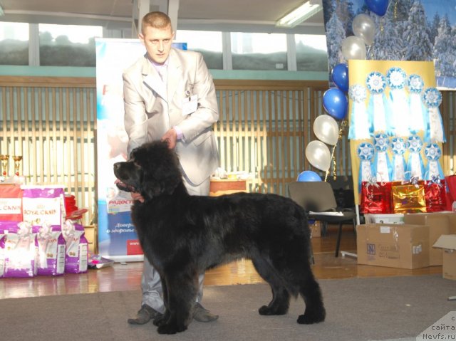 Фото: ньюфаундленд Bi Perfekt Almaz (Би Перфект Алмаз)