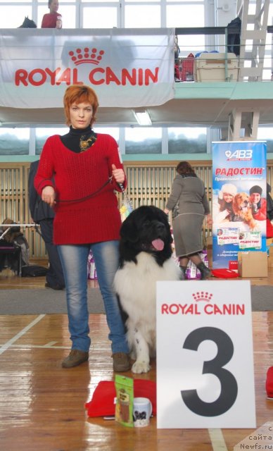 Фото: ньюфаундленд CHudesnyiy Dar ot Sibirskogo Medvedya (Чудесный Дар от Сибирского Медведя)
