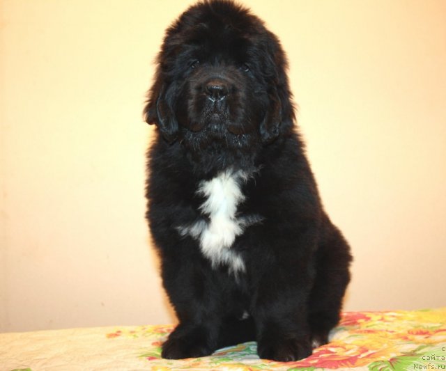 Фото: ньюфаундленд Dark Pride Vivienne (Дак Прайд Вивьен)