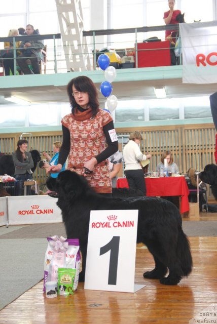 Фото: ньюфаундленд Carskaya Doch' ot Sibirskogo Medvedya (Царская Дочь от Сибирского Медведя)