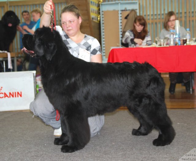 Фото: ньюфаундленд Markiza Angelov iz Tihogo Omuta (Маркиза Ангелов из Тихого Омута)