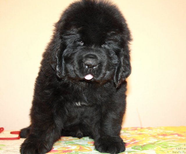 Фото: ньюфаундленд Dark Pride Valentino (Дак Прайд Валентино)