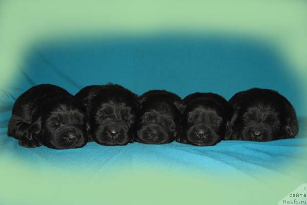 Фотография № 1151