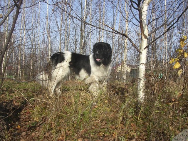 Фото: ньюфаундленд Otrada CHudnaya Moya iz Tihogo Omuta (Отрада Чудная Моя из Тихого Омута)