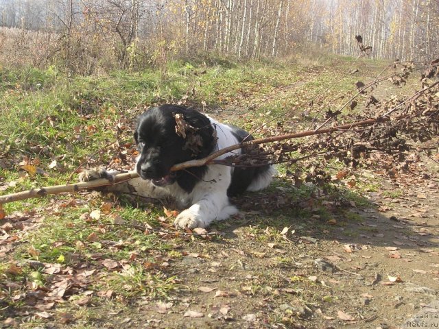 Фото: ньюфаундленд Otrada CHudnaya Moya iz Tihogo Omuta (Отрада Чудная Моя из Тихого Омута)