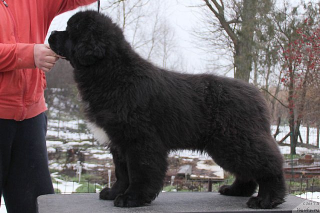 Фотография № 115140