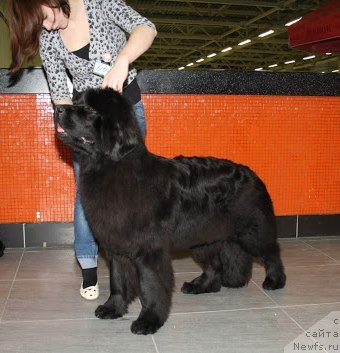 Фото: ньюфаундленд Smigar Severnaya Verona (Смигар Северная Верона)