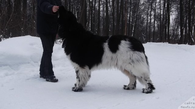 Фото: ньюфаундленд Plushevaya Panda Ferrero Rond Noir (Плюшевая Панда Ферреро Ронд Нуар)