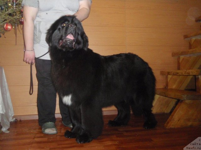 Фотография № 115148