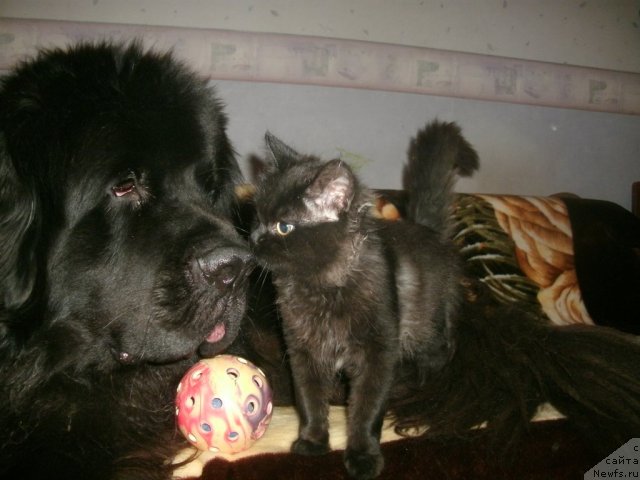 Фото: ньюфаундленд Kiper Soul Layon Hyeert (Кипер Соул Лайон Хэерт)