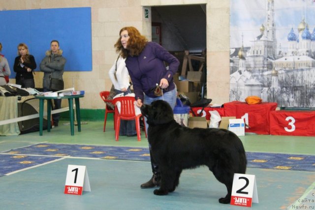 Фото: ньюфаундленд Toptyzhka Geroy Nashego Vremeni (Топтыжка Герой Нашего Времени)