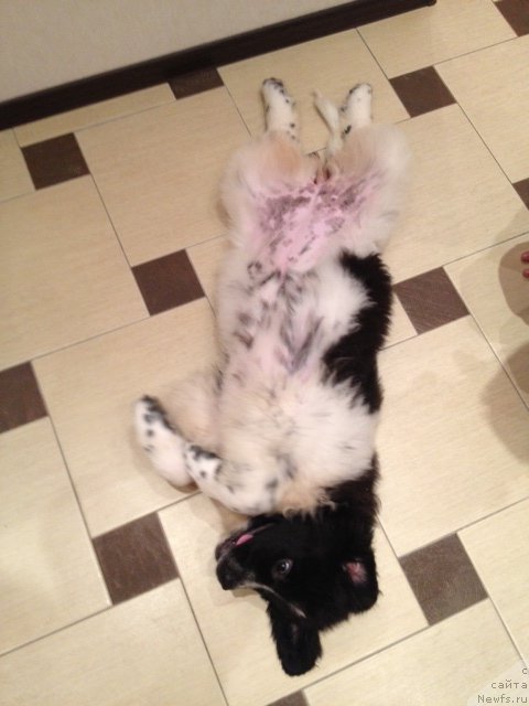 Фото: ньюфаундленд Sent Djons Viva Viktoria (Сент Джонс Вива Виктория)