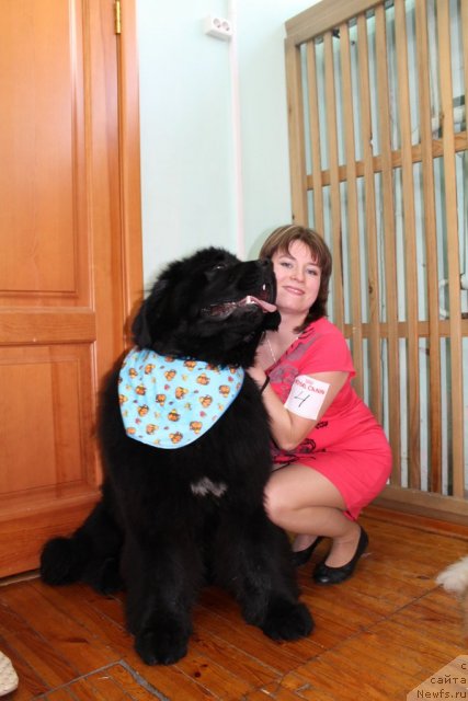 Фото: ньюфаундленд Super Premium Lillihamer (Супер Премиум Лиллихаммер)