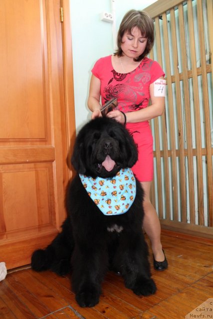 Фото: ньюфаундленд Super Premium Lillihamer (Супер Премиум Лиллихаммер)