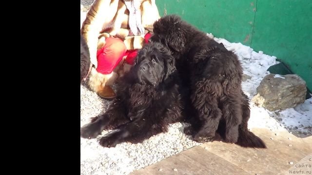 Фото: ньюфаундленд Super Premium Liniel Daylirring (Супер Премиум Линиэль Дайлиррин), ньюфаундленд Super Premium Mikado (Супер Премиум Микадо)