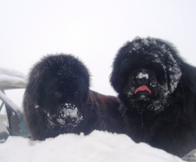 Фото: ньюфаундленд Potap Elana (Потап Елана)