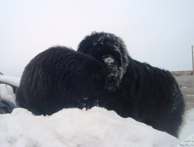 Фото: ньюфаундленд Potap Elana (Потап Елана)