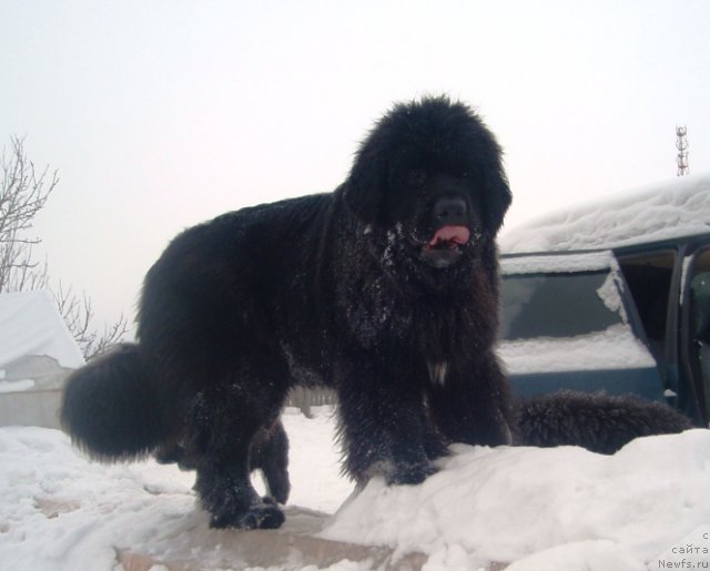 Фото: ньюфаундленд Blyek Diamond Agidel' ot Potapa Uvertyura (Блэк Диамонд Агидель от Потапа Увертюра)