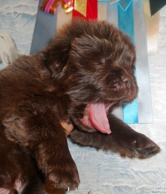 Фото: ньюфаундленд Simvol Roskoshi I Lubvi (Символ Роскоши и Любви)