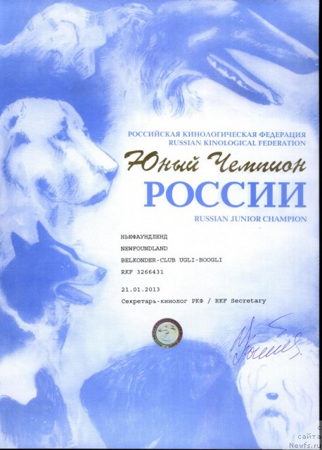 Фото: ньюфаундленд Belkonder-Club Ugli-Boogli (Белкондер-Клаб Угли-Бугли)