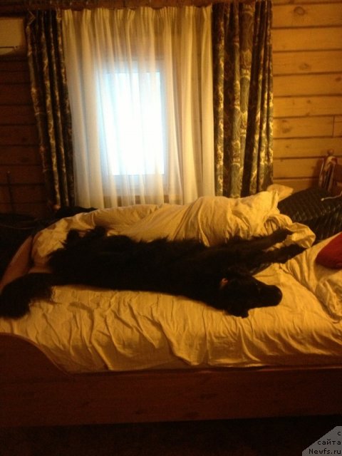 Фото: ньюфаундленд Bonni Flayt (Бонни Флайт)