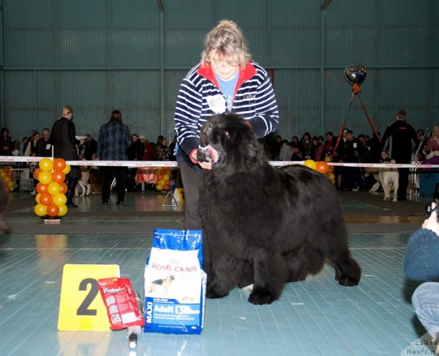 Фото: ньюфаундленд S'Nezhnaya Vjuga Armando Parusso (С'Нежная Вьюга Армандо Паруссо), Irina Panyushkina (Ирина Панюшкина)