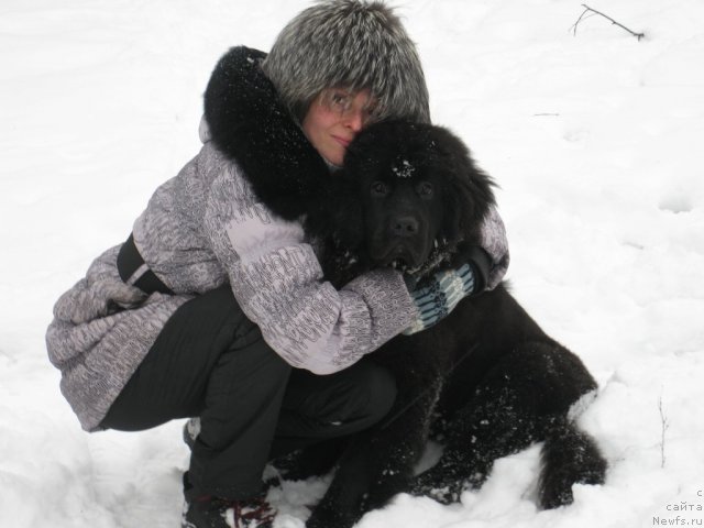 Фото: ньюфаундленд Sent Djons Blak Batterflyay (Сент Джонс Блак Баттерфляй)