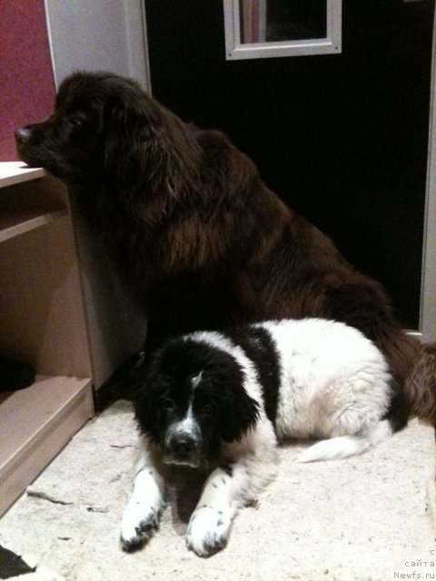 Фото: ньюфаундленд Van Len Taym Jenev'eva (Ван Лен Тайм Женевьева), ньюфаундленд Sent Djons Viva Viktoria (Сент Джонс Вива Виктория)