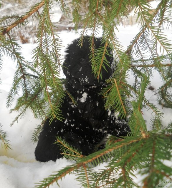 Фото: ньюфаундленд Skazka s Podnojiya Kilimandjaro (Сказка с Подножия Килиманджаро)
