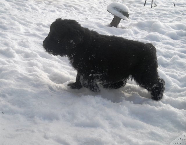 Фото: ньюфаундленд Risk Mavenzi Ametist (Риск Мавензи Аметист)