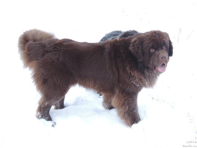 Фото: ньюфаундленд Fakturnyi Frukt s Berega Dona (Фактурный Фрукт с Берега Дона), ньюфаундленд Bi Perfekt Arabella (Би Перфект Арабелла)