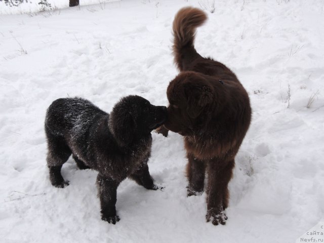 Фото: ньюфаундленд Fakturnyi Frukt s Berega Dona (Фактурный Фрукт с Берега Дона), ньюфаундленд Bi Perfekt Arabella (Би Перфект Арабелла)