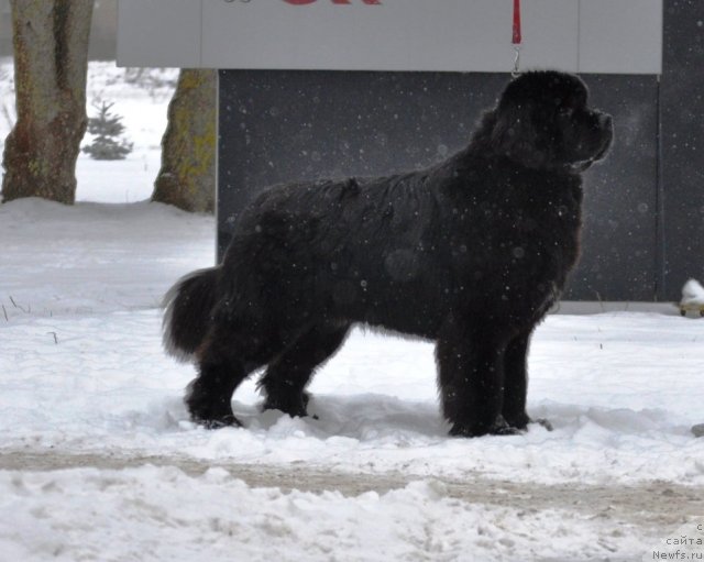 Фото: ньюфаундленд Zvezdnij Dar Agassi (Звездный Дар Агасси)