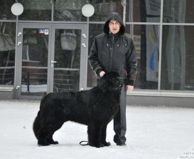 Фото: ньюфаундленд Zvezdnij Dar Agassi (Звездный Дар Агасси)