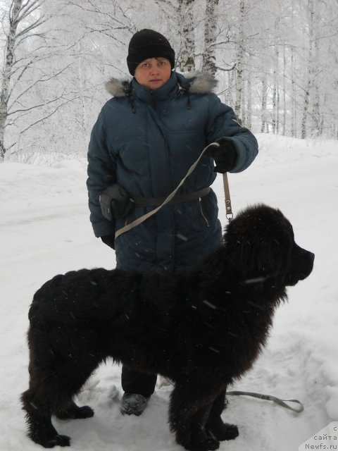 Фото: ньюфаундленд Sent Djons Arktik Sunrise (Сент Джонс Арктик Сунрисе)