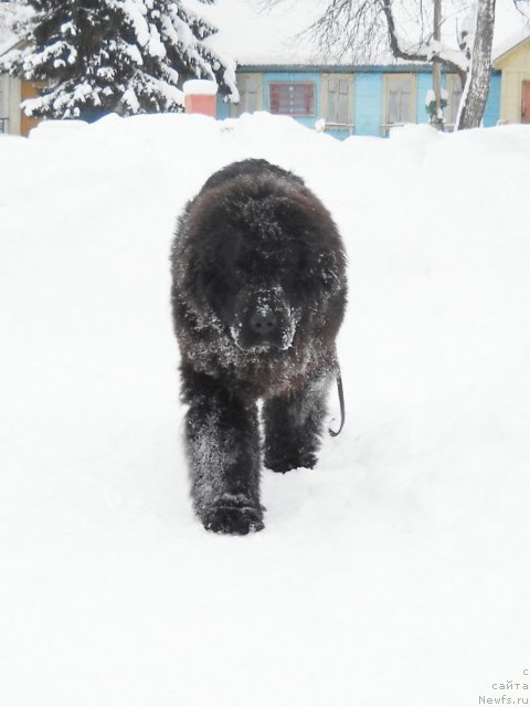 Фото: ньюфаундленд Sent Djons Arktik Sunrise (Сент Джонс Арктик Сунрисе)