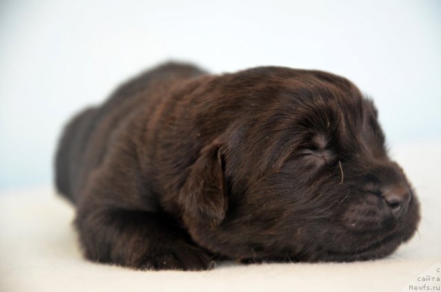 Фото: Amber Charm In Time