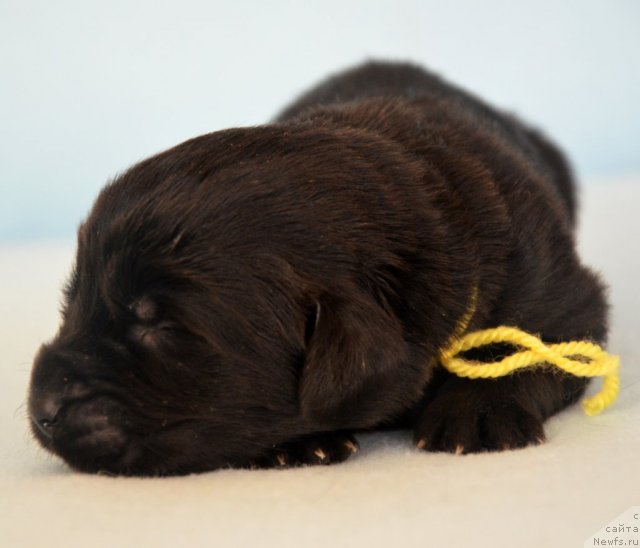 Фото: ньюфаундленд Amber Charm Ilarita (Амбер Чарм Иларита)