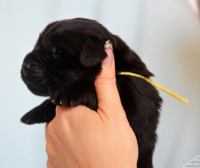 Фото: ньюфаундленд Amber Charm Ilarita (Амбер Чарм Иларита)