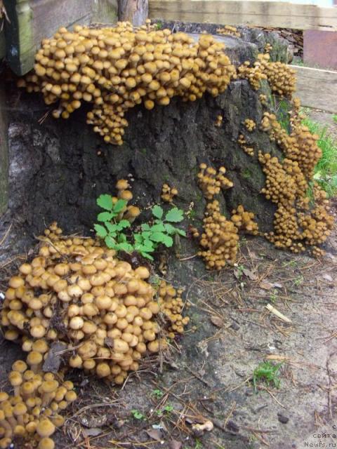 Фотография № 11528