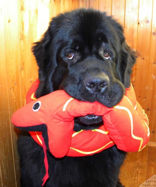 Фотография № 115283