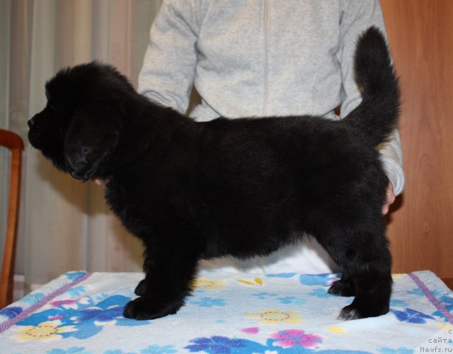 Фото: ньюфаундленд Soul of Rouz Arlin (Соул оф Роуз Арлин)