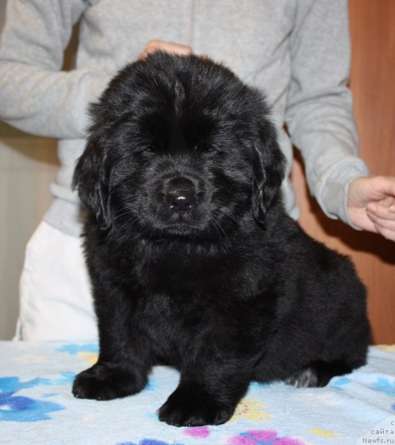 Фото: ньюфаундленд Soul of Rouz Arlin (Соул оф Роуз Арлин)