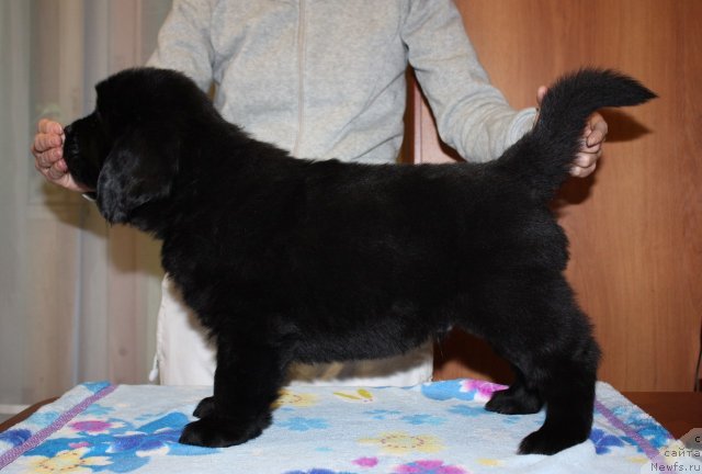 Фото: ньюфаундленд Soul of Rouz Alister (Соул оф Роуз Алистер)